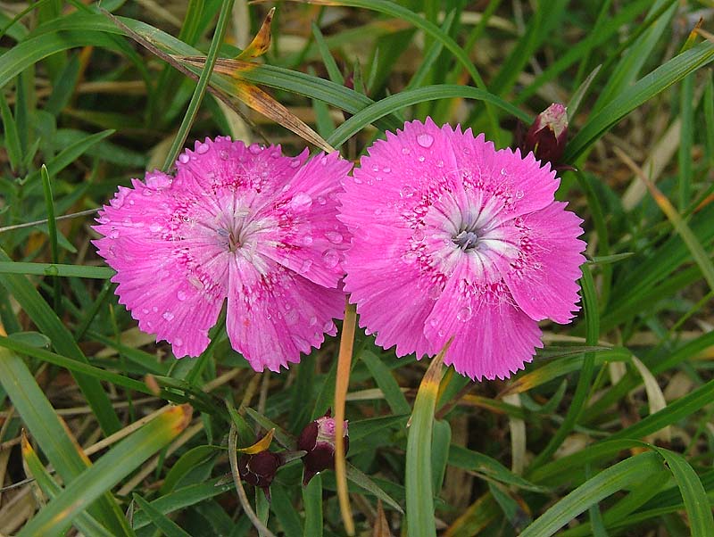 Garofita Pietrei Craului, endemismo de estos montes